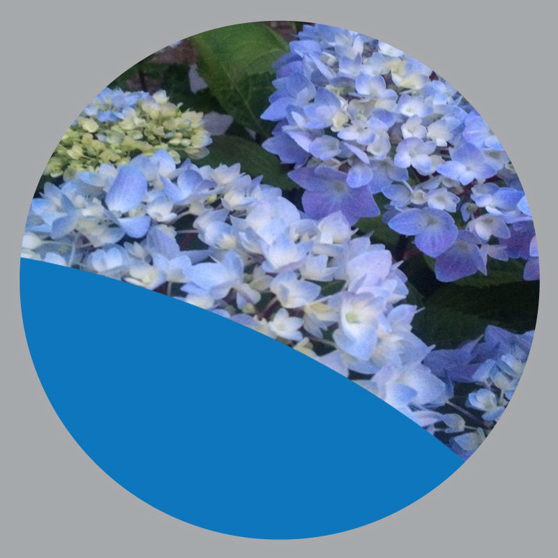 Blue Collection The Siebenthaler Company