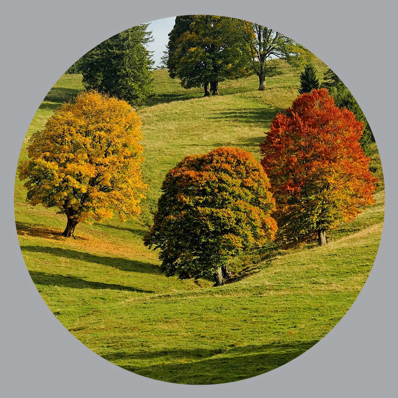 Deciduous Trees The Siebenthaler Company