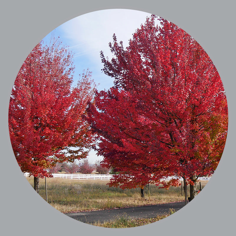 Trees – The Siebenthaler Company