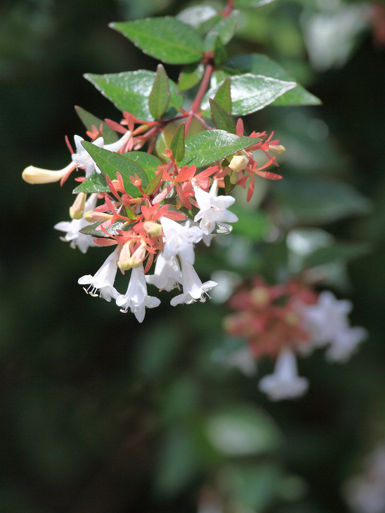 Abelia x grandiflora 