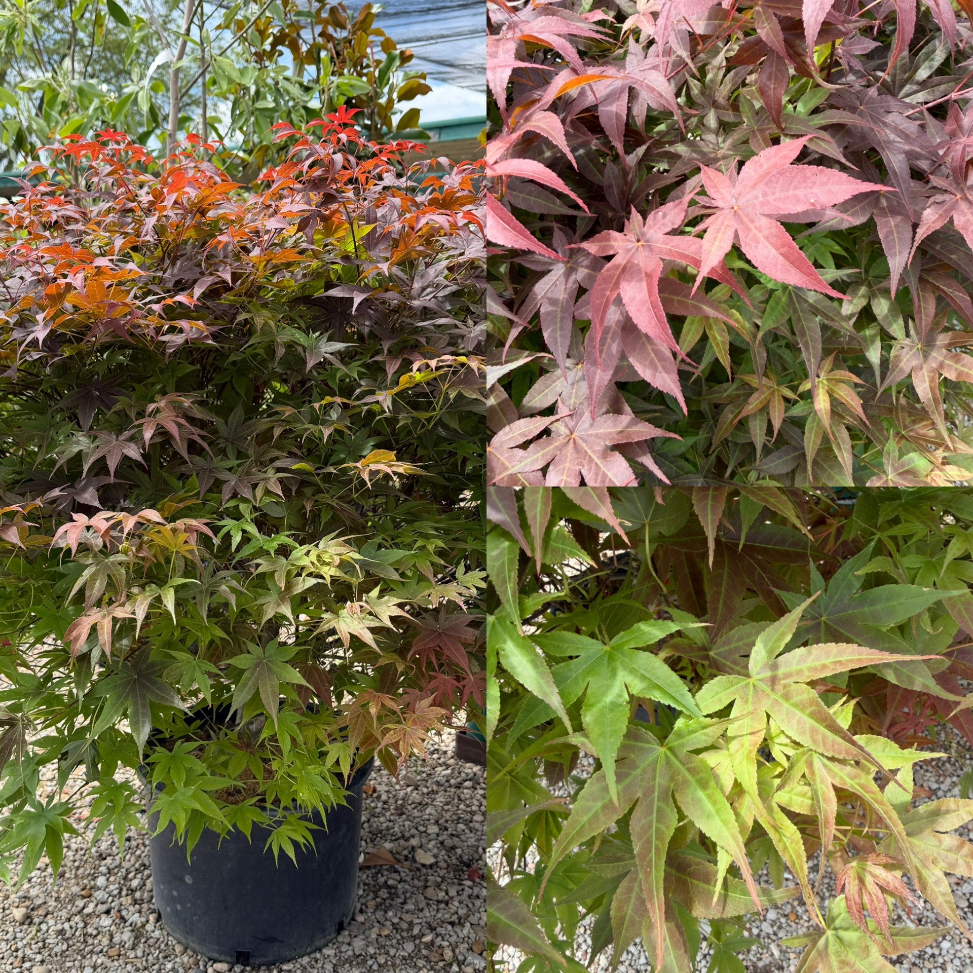 red leaf palm like plant Acer palm Rhode Island Red #6 – The Siebenthaler Company