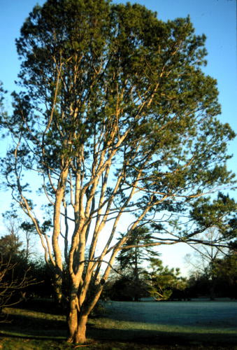 Pinus bungeana Rowe Arboretum 