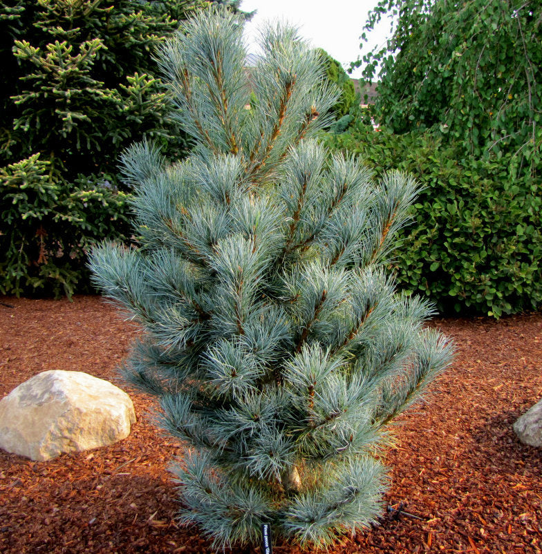 Pinus peuce Pacific Blue 