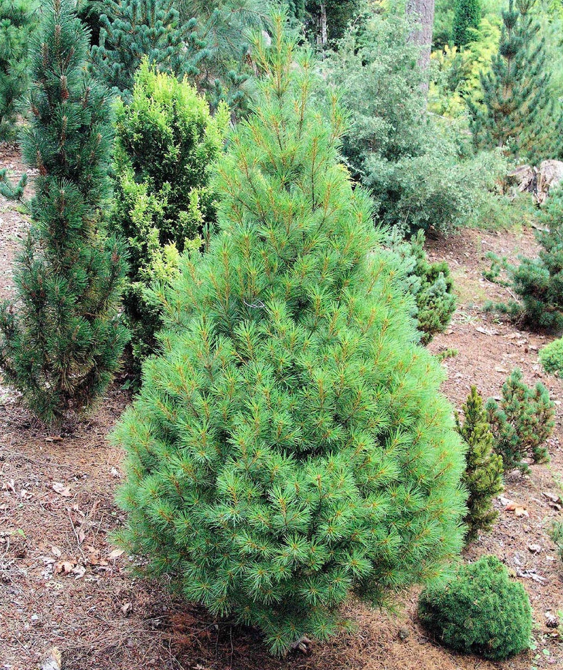 Pinus strobus Sarah Rachel 