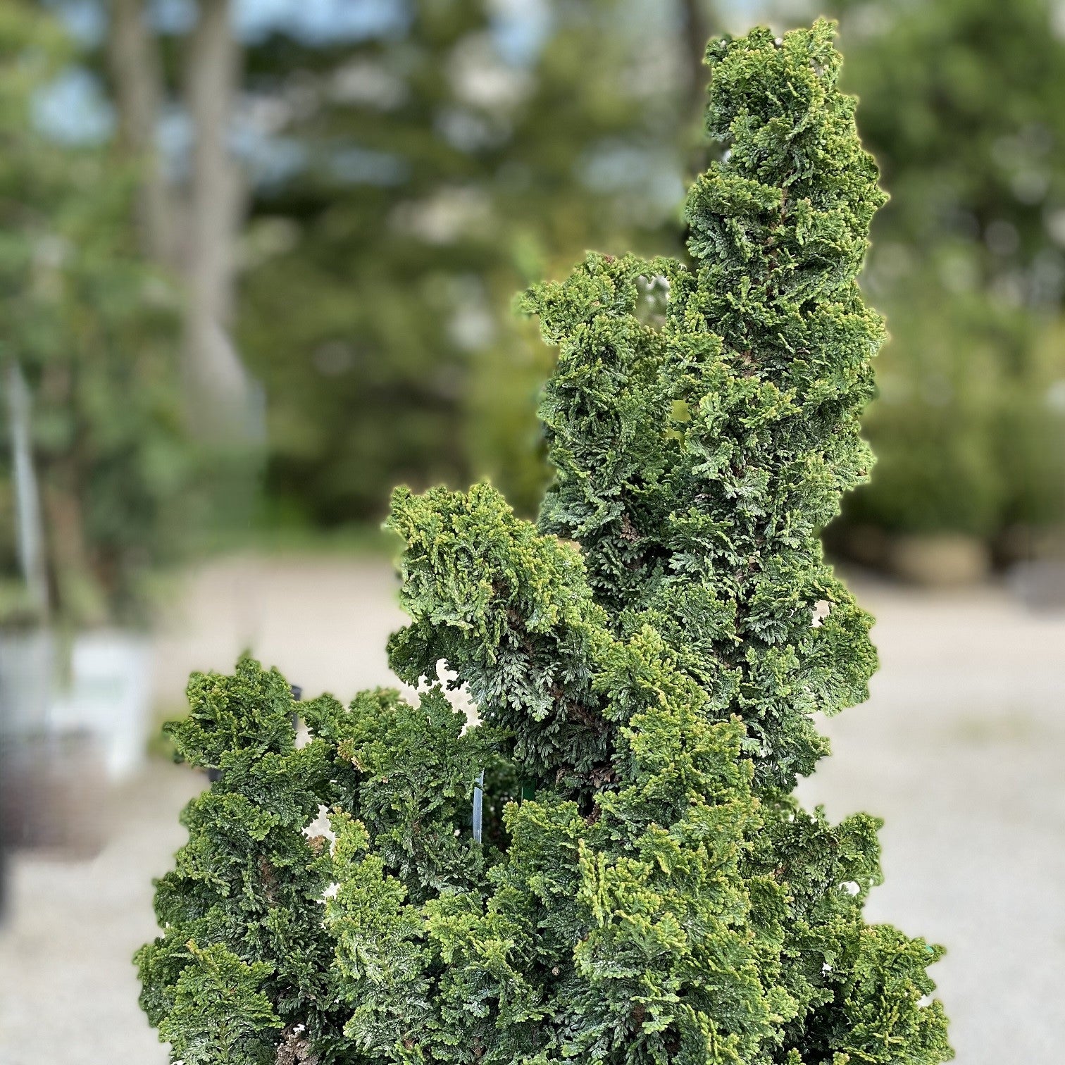 Thuja occ Primo #3 – The Siebenthaler Company