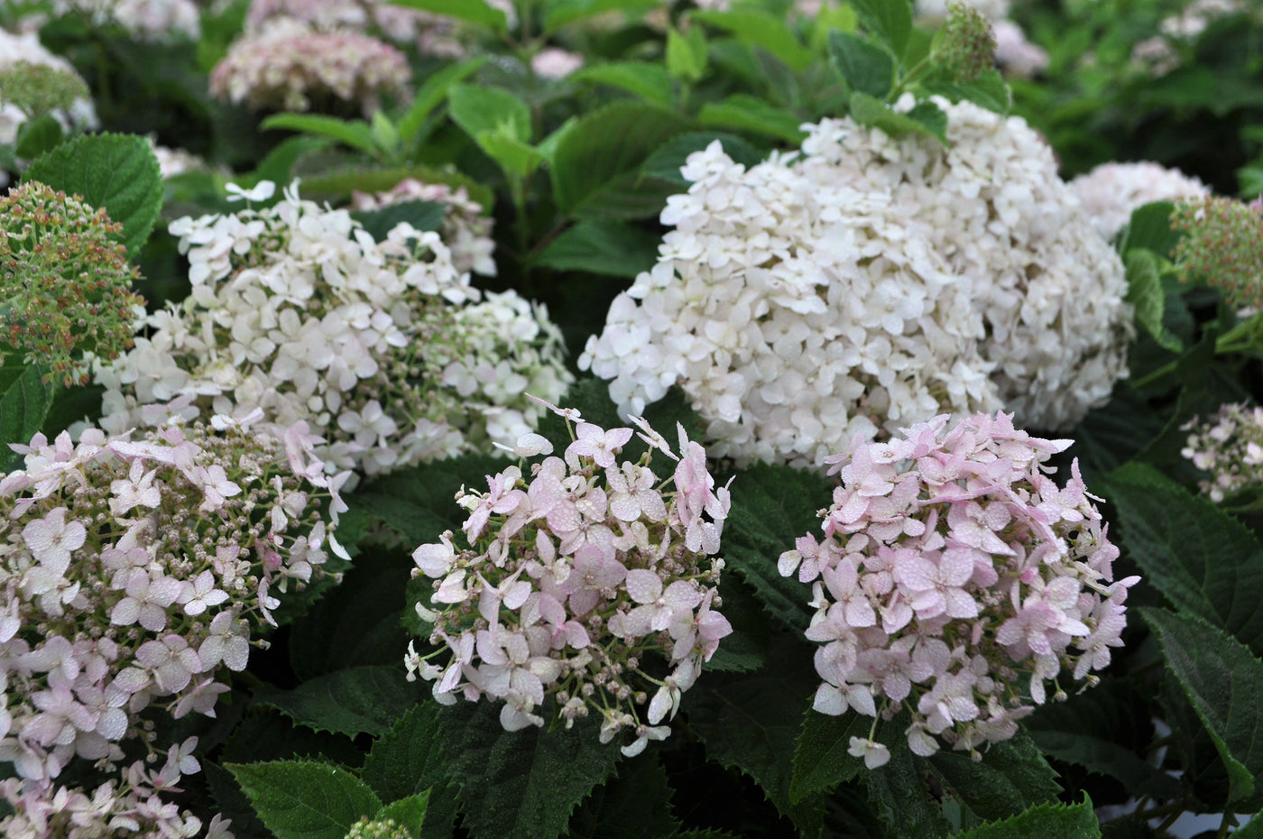 Hydrangeas