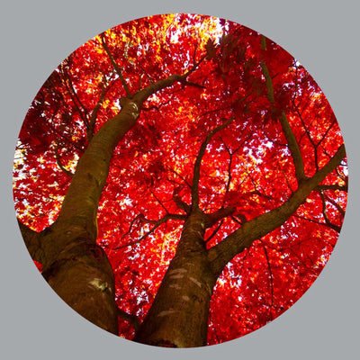 Fall Tree Color