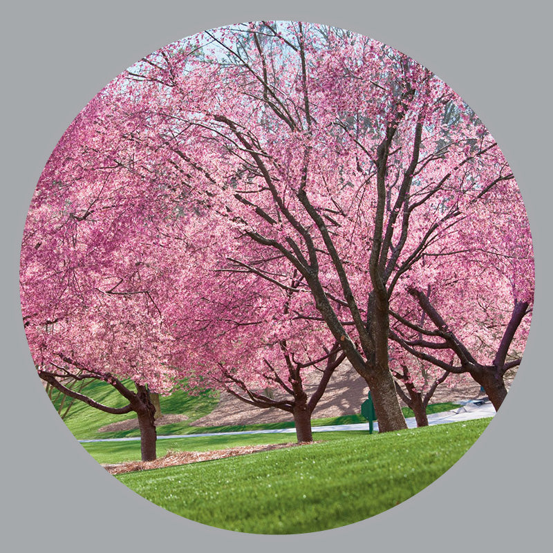 Flowering Trees