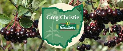 Greg's Favorite Shrubs - Black Chokeberry (Aronia melanocarpa)