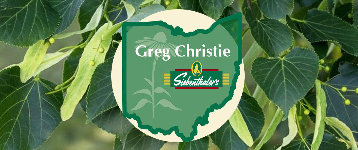 Greg's Favorite Native Trees - Linden