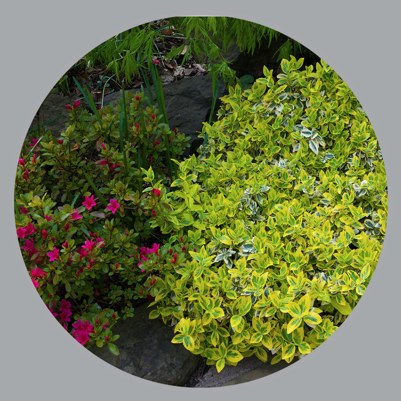 Low Growing Shrubs The Siebenthaler Company Low growing shrubs the siebenthaler company