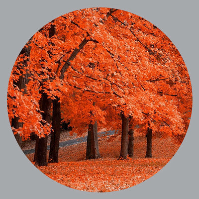 Orange Fall Color