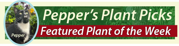 Pepper's Weekly Featured Plant