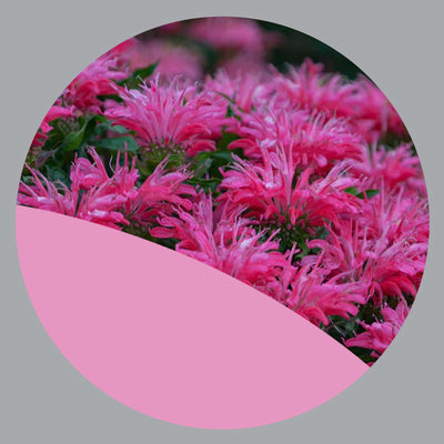 Perennials Pink