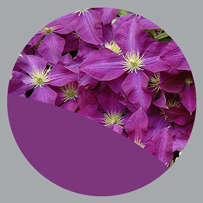Perennials Purple