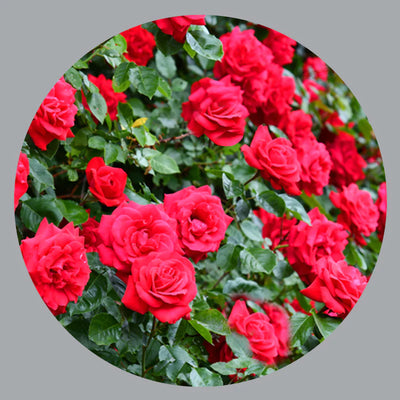 Wholesale Roses