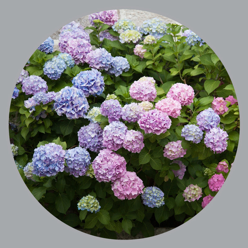 Flowering Shrubs