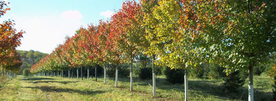 Row of trees in fall color
