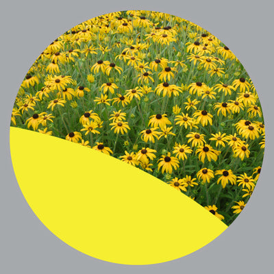 Perennials Yellow