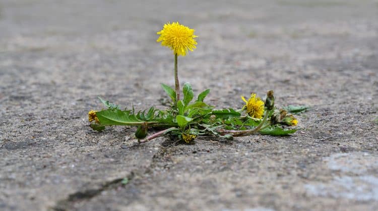 Weed Control