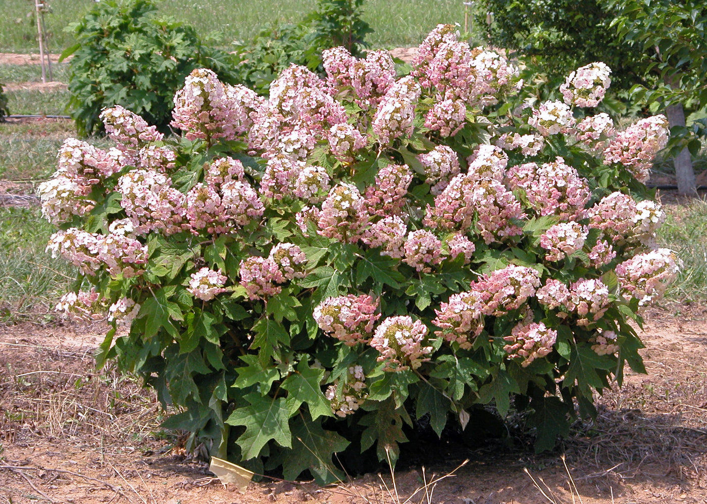 Hydrangeas