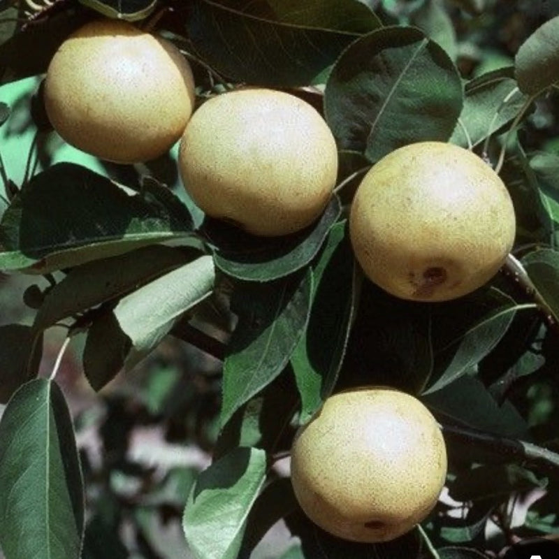 Fruit-Pear-20th Century Asian dwf 