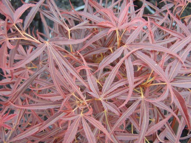 Acer palm Red Pygmy 