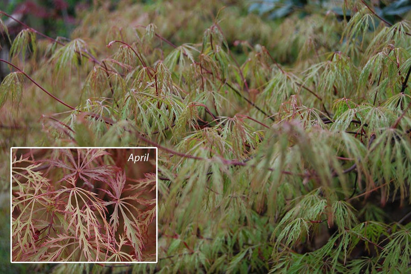 Acer palm Baldsmith 