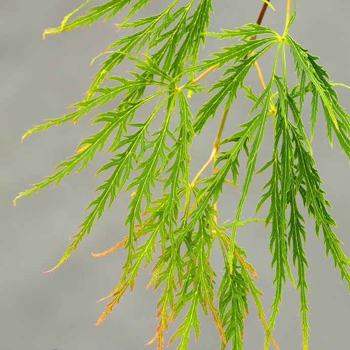 Acer palm dis viridis 