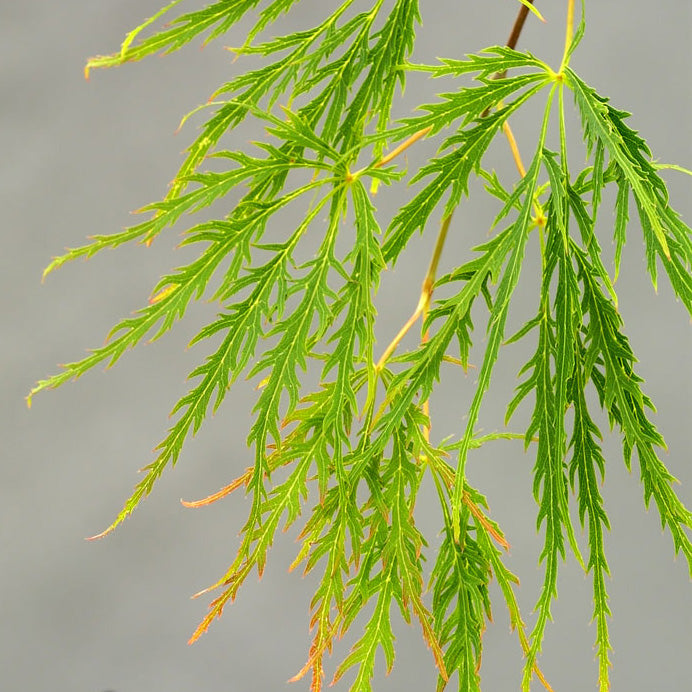 Acer palm dis viridis 24"spd