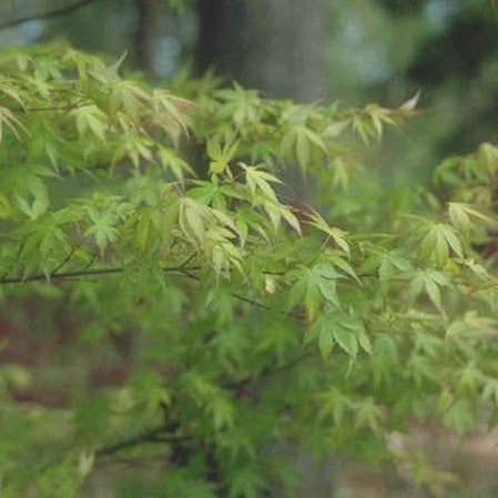 Acer palm Katsura 