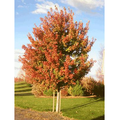 Acer fr Sienna Glen 5"