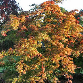 Acer jap Green Cascade 