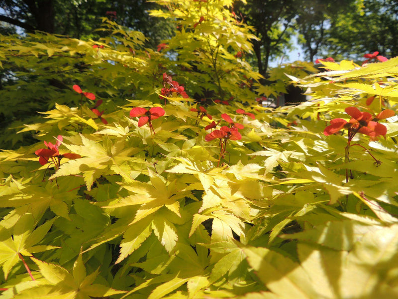 Acer palm Summer Gold 