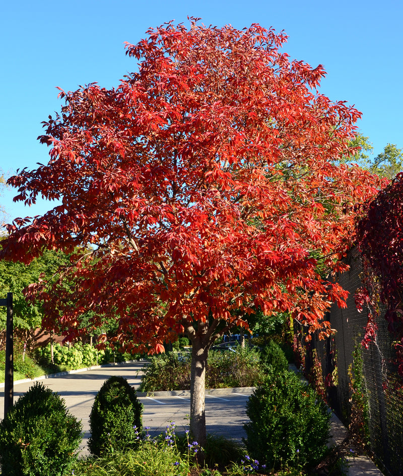 Aesculus glabra Early Glow 
