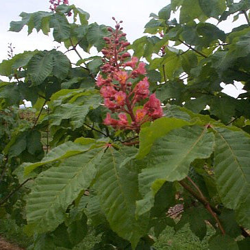 Aesculus car Briotii 