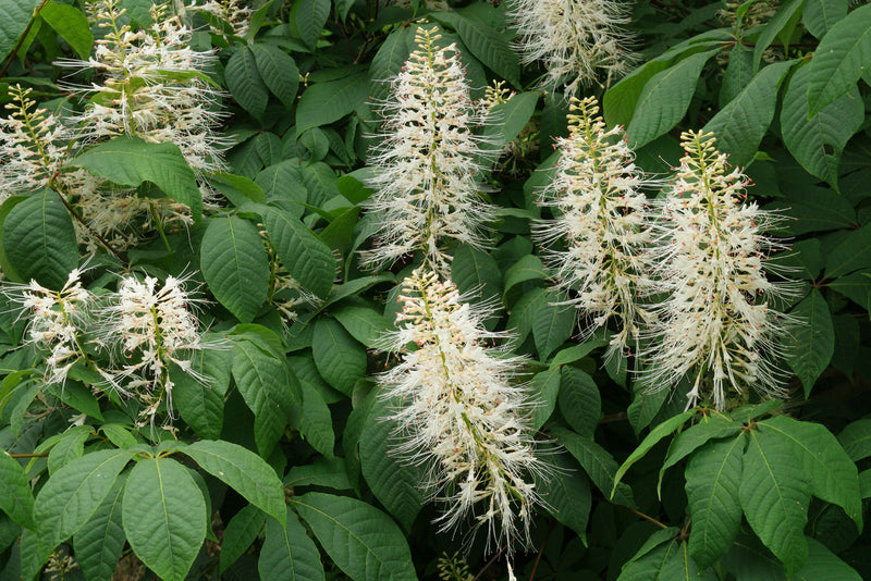 Aesculus parviflora 