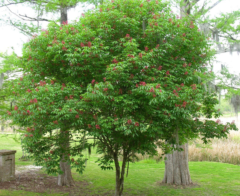 Aesculus pavia TF 