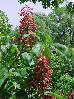 Aesculus pavia 