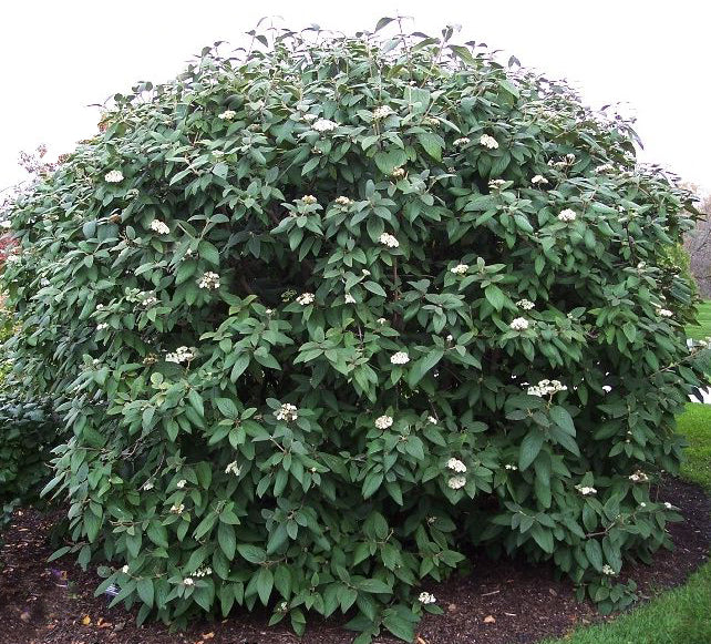 Viburnum rhy Alleghany 3&