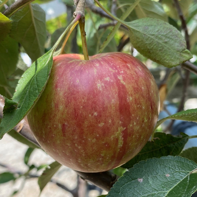 Fruit-Apple-Stayman semi-dwarf 