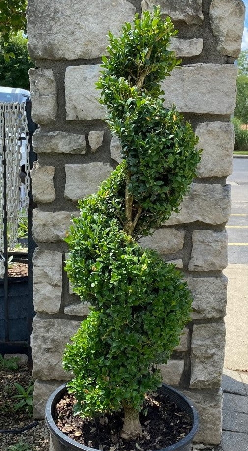 Buxus Green Mountain 