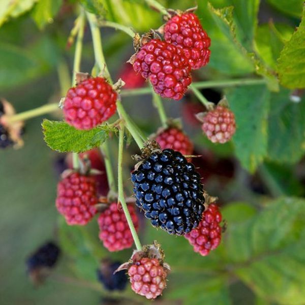 Fruit-Blackberry-Baby Cakes 