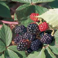 Fruit-Blackberry-Darrow 