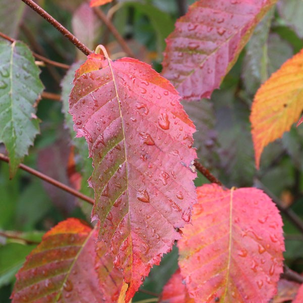 Carpinus c Rising Fire 