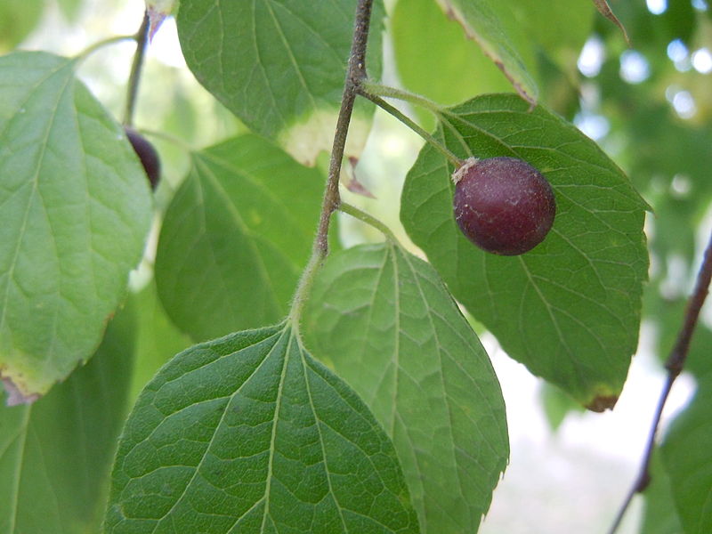 Celtis occidentalis 1.5"