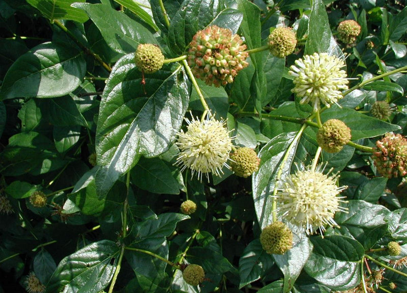 Cephalanthus occidentalis 