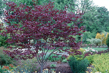 Cercis can Forest Pansy 1.5"