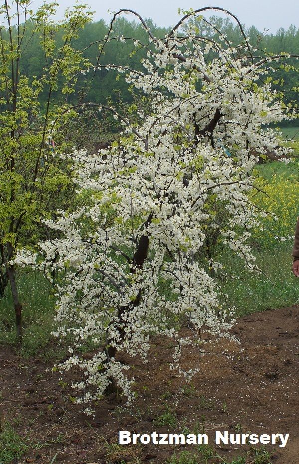 Cercis can Vanilla Twist 