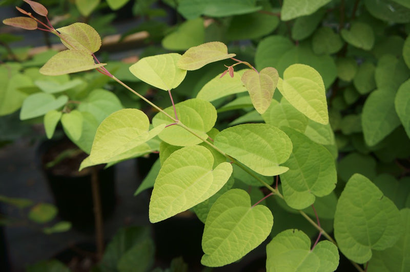 Cercidiphyllum jap Claim Jumper 